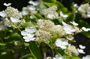 Obraz Hydrangea